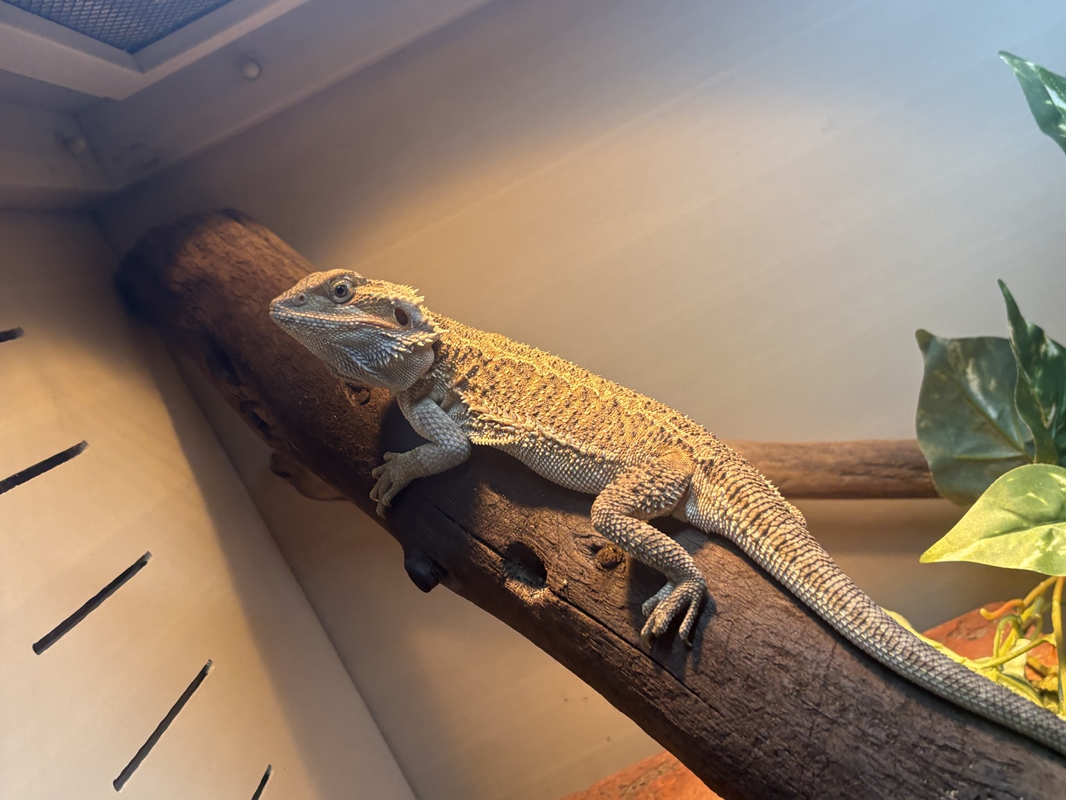 A bearded dragon relaxing on a broad wooden branch beneath its habitat lighting
