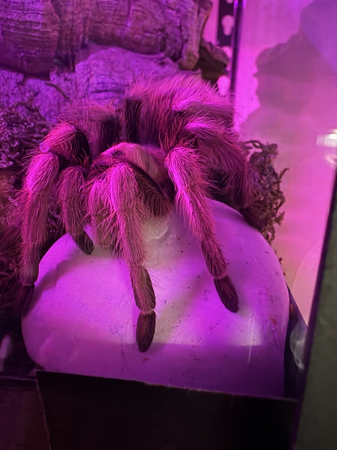 Blondie the Arizona blonde tarantula resting on a smooth hide