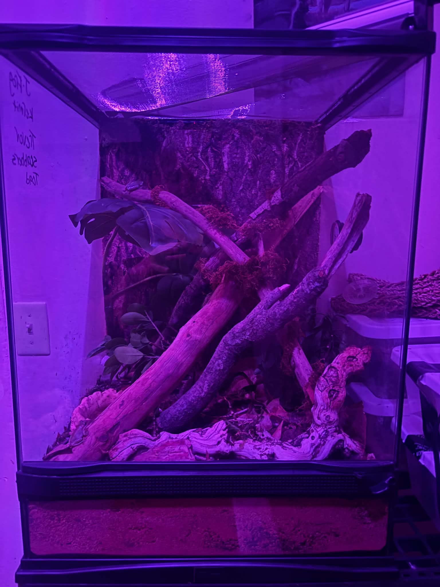 Tall naturalistic frog habitat with branches, plants, bark, and climbing space