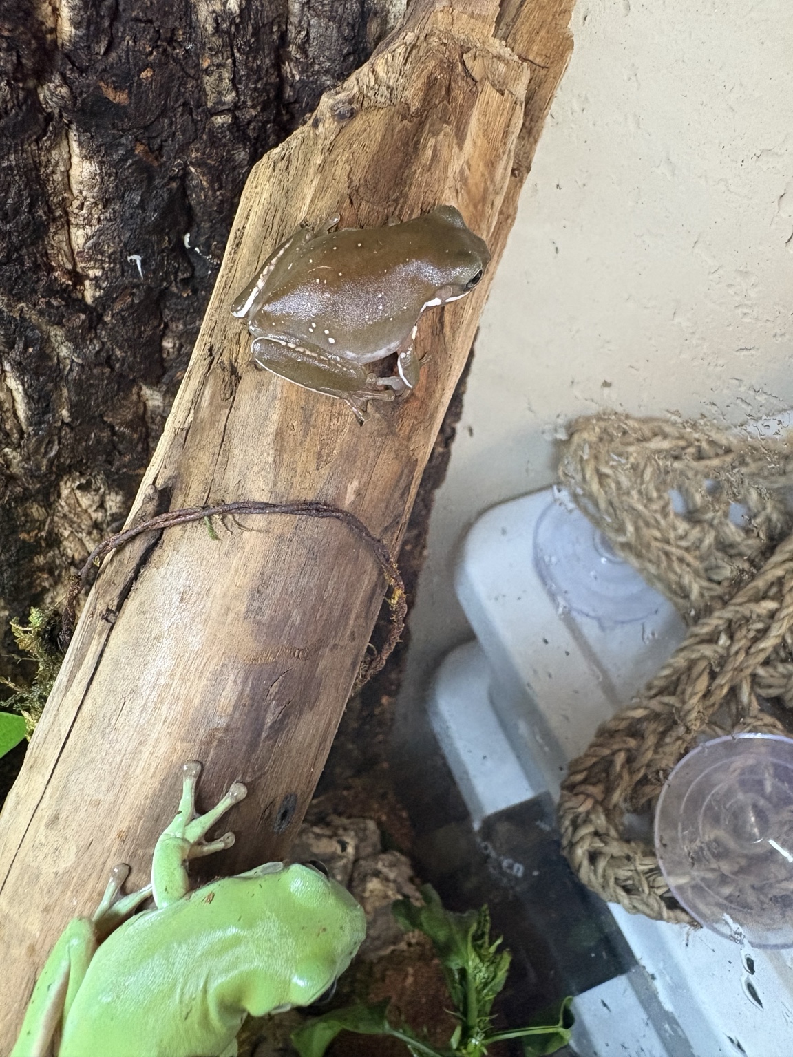 Two real Sakura Hollow White’s tree frogs