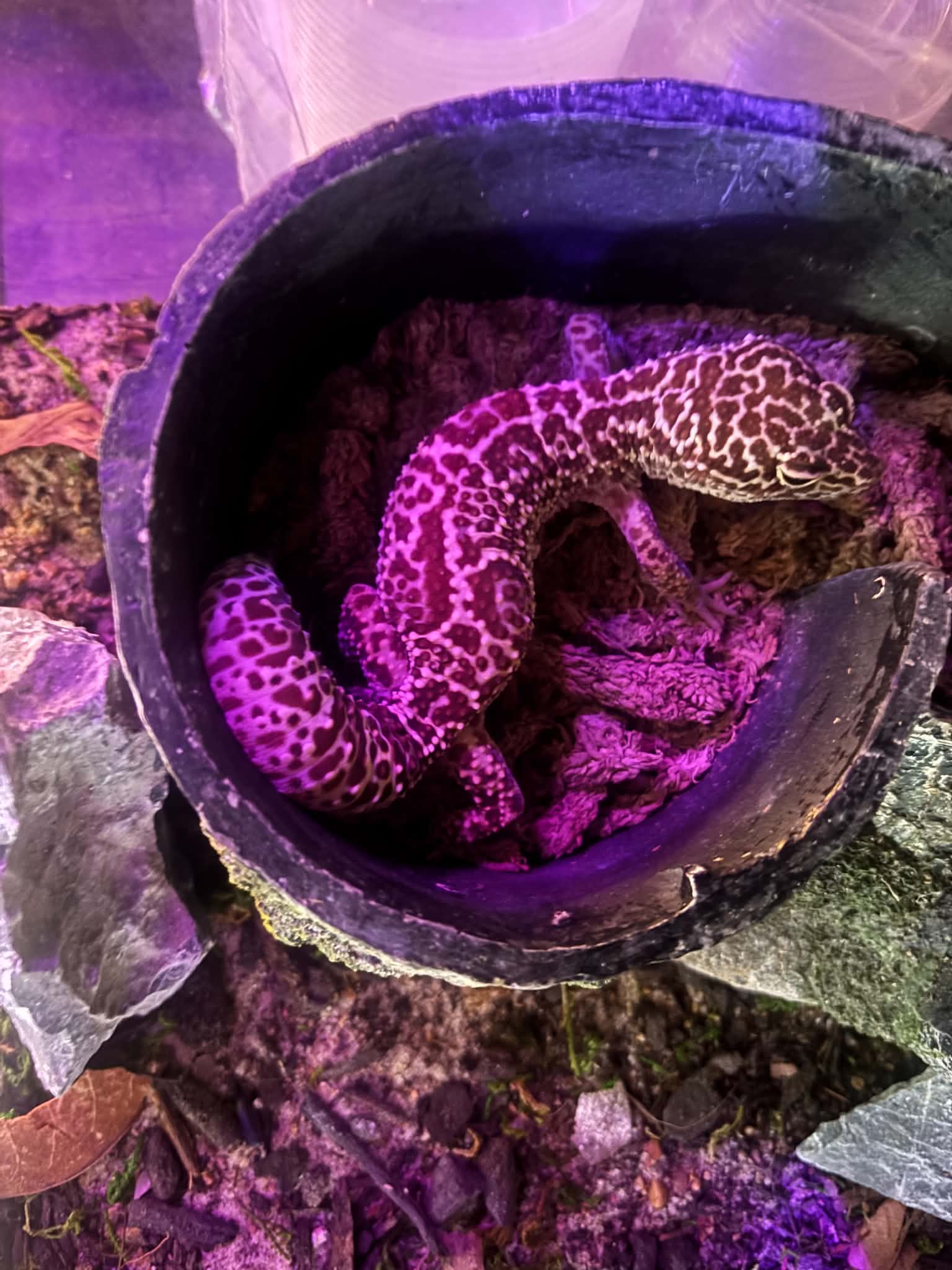 Nebula, a real Sakura Hollow leopard gecko