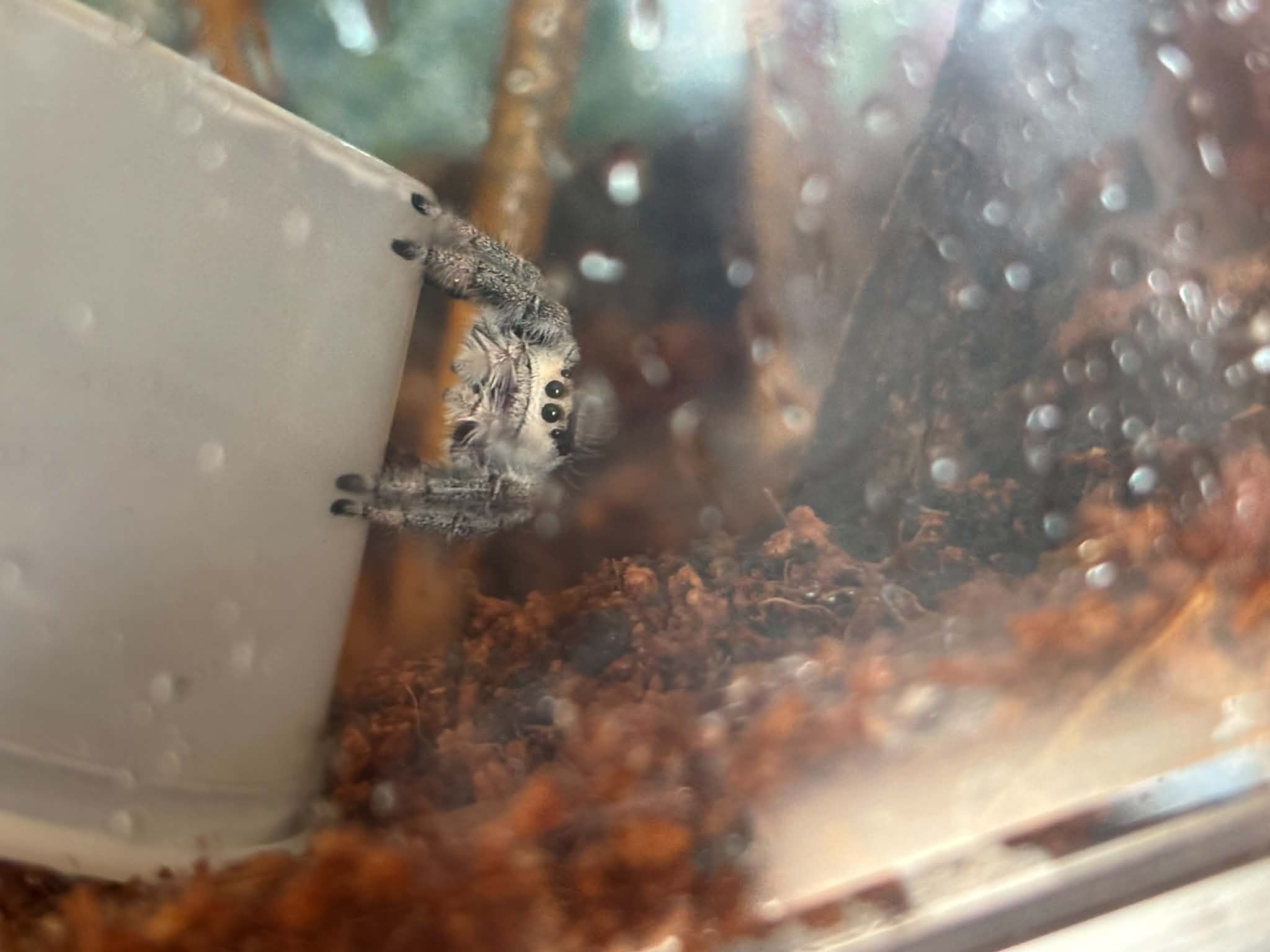 Killer Frost, a real Sakura Hollow jumping spider
