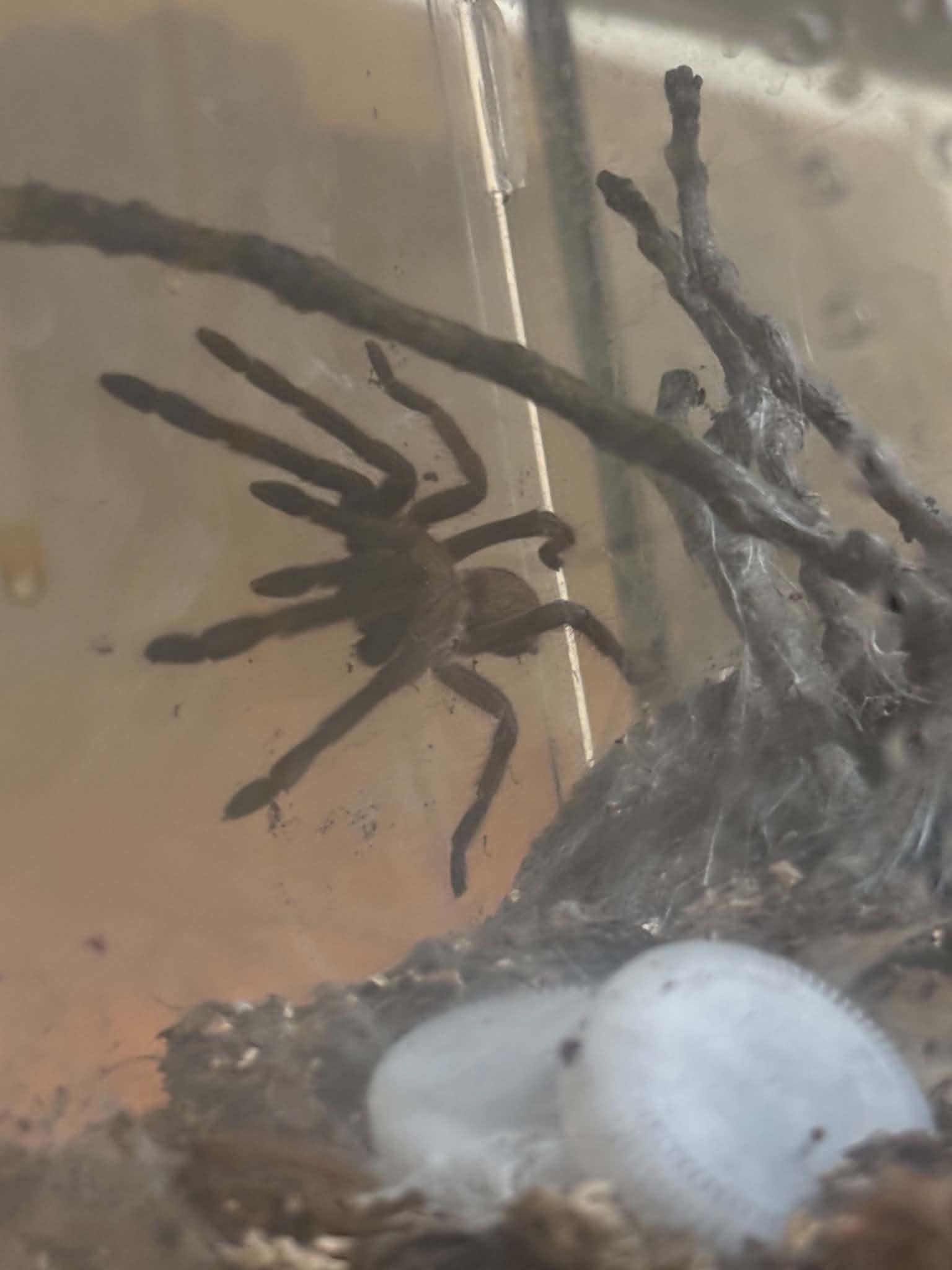 Mandrill the tarantula beside dense webbing and branches in a secure enclosure