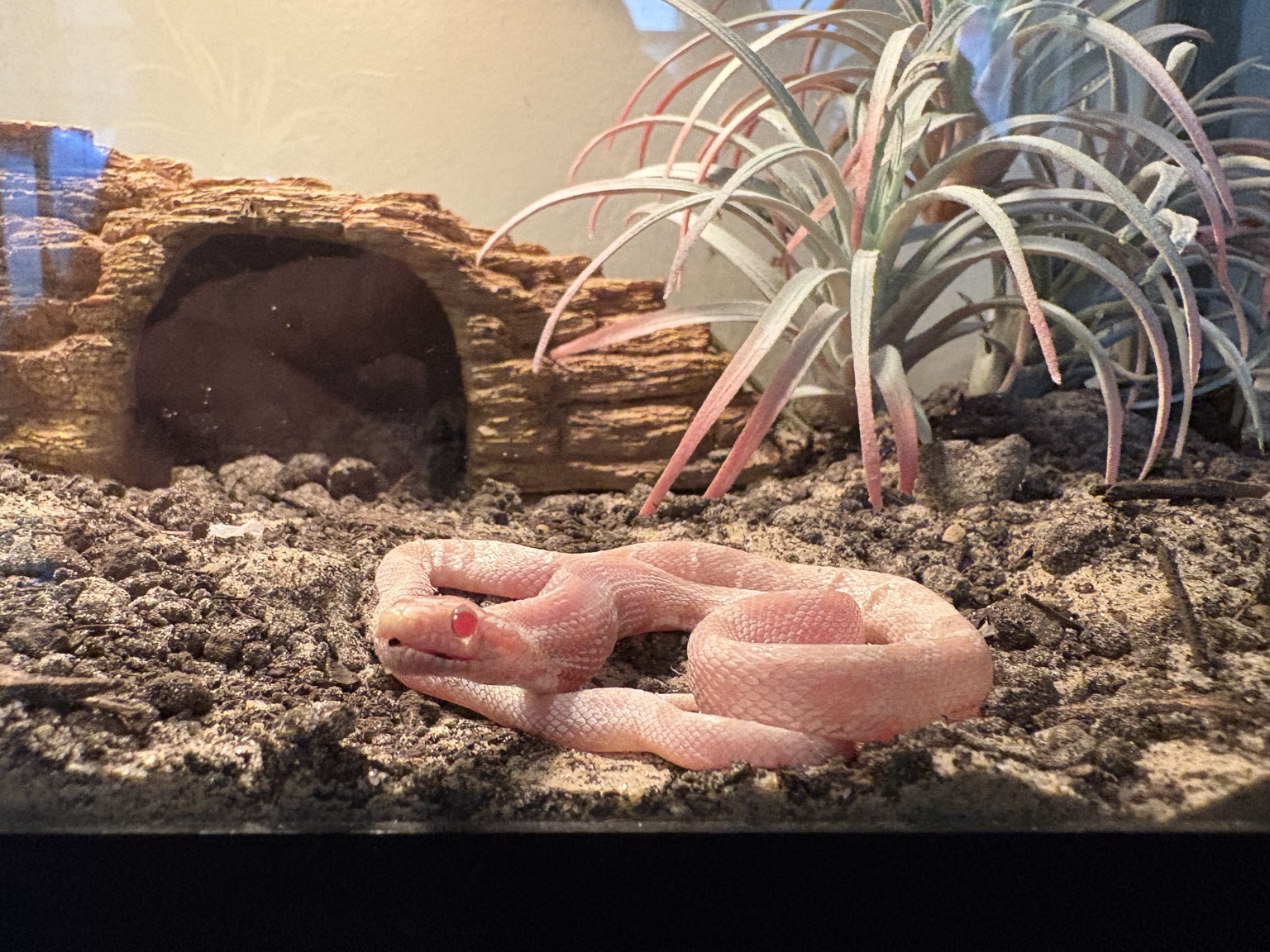 A pale pink snake resting calmly in a naturalistic enclosure