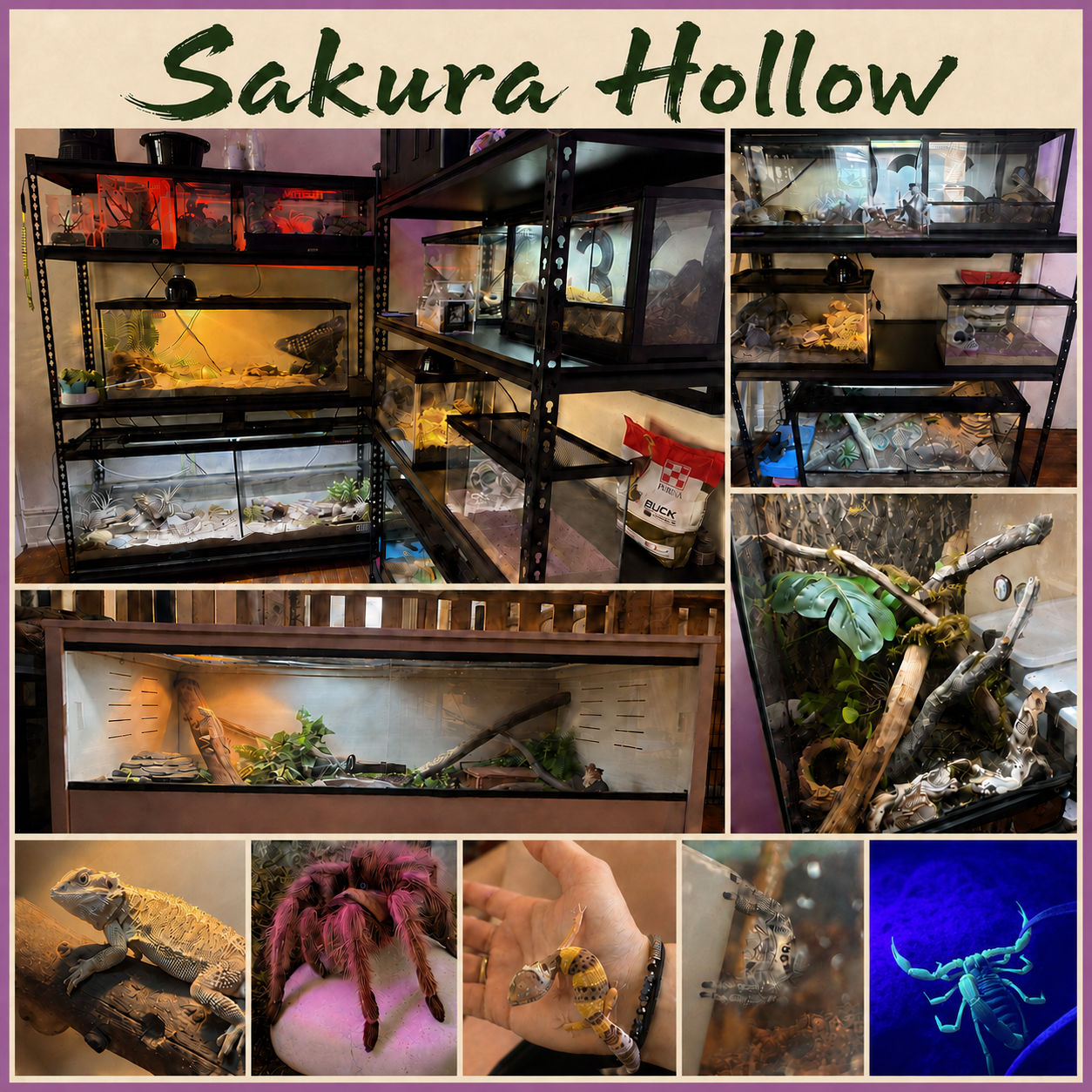 Sakura Hollow enclosure and animal collage
