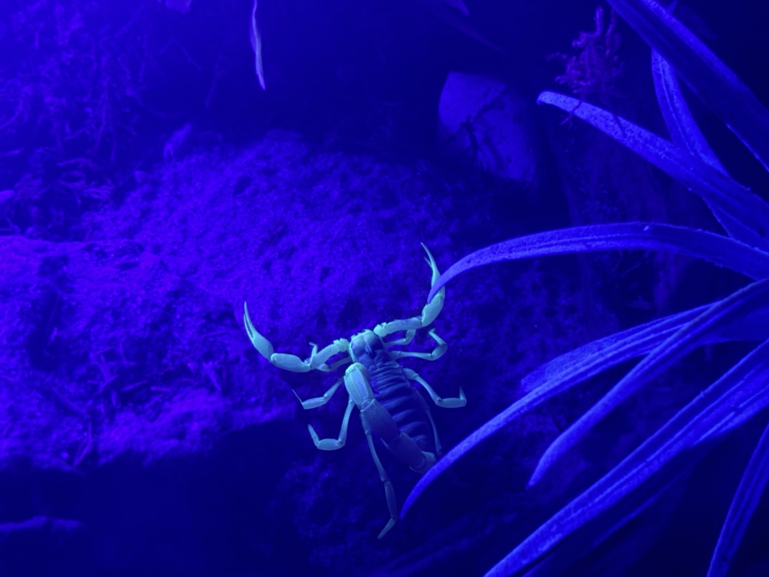 A sanctuary scorpion glowing under ultraviolet light