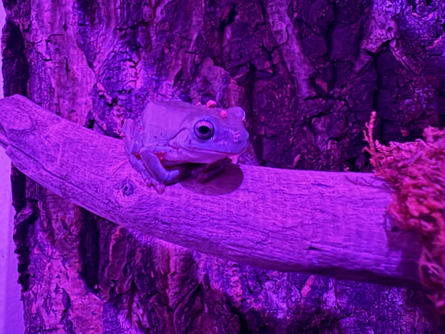 A White’s tree frog resting on a wooden perch under purple habitat lighting